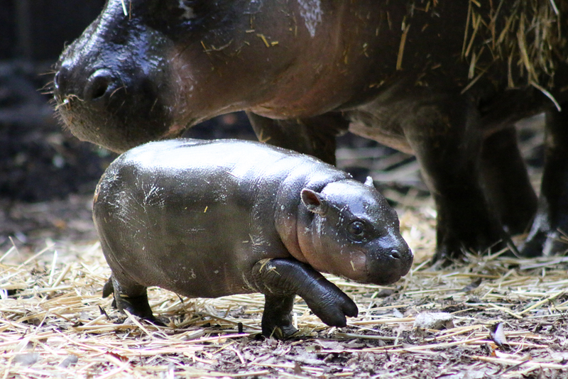 Illustration for article titled This Baby Pygmy Hippo Is the Cutest Thing on Planet Earth (No Arguing Please)